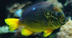 Fish wearing earphones