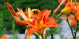 Orange and red flowers